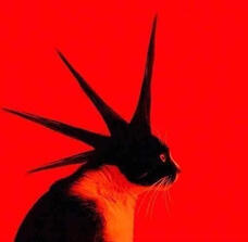 black and white cat with liberty spikes, red background.